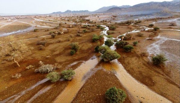 بالصور..محافظة العقيق تجذب عشاق الطبيعة مع هطول الأمطار