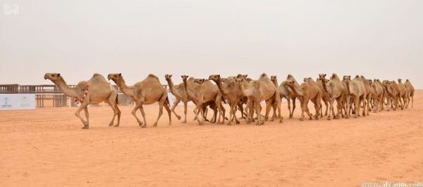 مهرجان الملك عبد العزيز للإبل يُقيم “مسرحًا” لتعليم “فنون العَرْضَة”