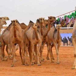 تشغيل عيادة الرعاية النفسية بمركز صحي “رأس تنورة “الشمالي