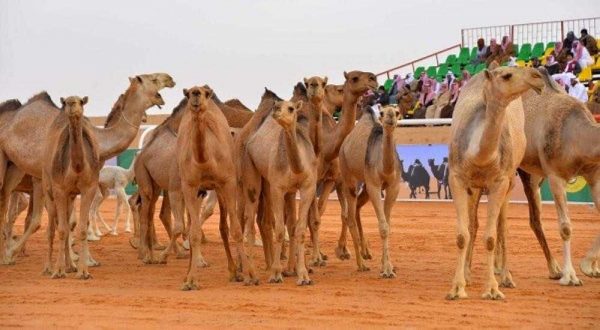 إدارة مهرجان الملك عبد العزيز للإبل تعلن عن التسجيل في مسابقة “طبع الإبل”