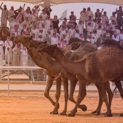 “المرور” : البدأ في رصد مخالفتي ربط حزام الأمان واستخدام الجوال خلال القيادة