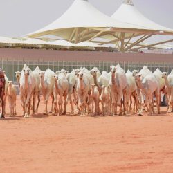 الصمعاني يشكل لجنة عليا للتحول الرقمي في “وزارة العدل”