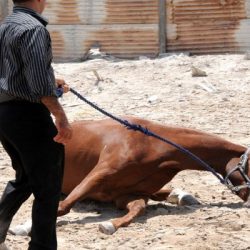 “الغياض” يقدر جهود تعليم تبوك في لجان الاستعداد للعام الدراسي