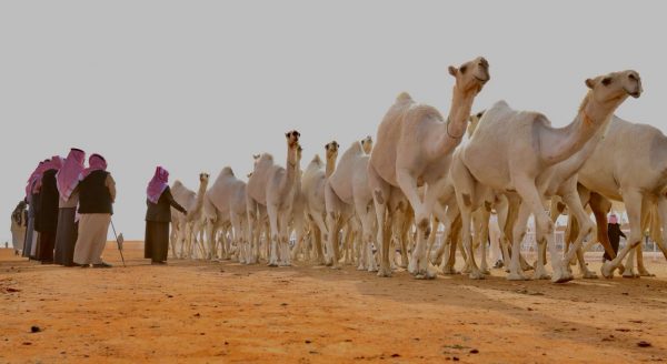 مهرجان الملك عبدالعزيز يُنعش بورصة الإبل بـ “400” صفقة