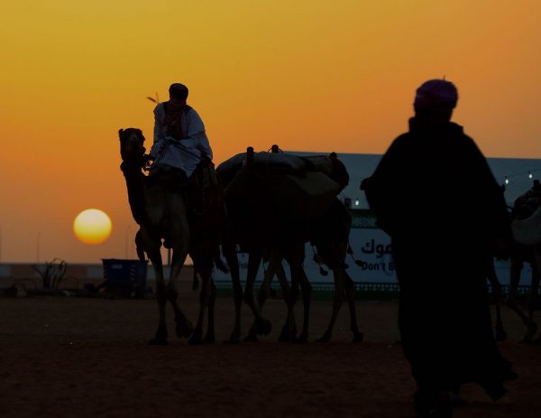 لجنة تحكيم المغاتير في جائزة الملك عبدالعزيز لمزايين الإبل تستعرض اليوم960 متناً