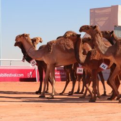 “محافظ رماح” : مهرجان الملك عبدالعزيز للإبل ينعش الحركة الاقتصادية في المحافظة