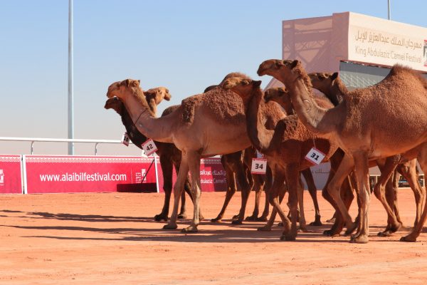 12مليونًا من الإبل “تتبختر”في بوادي العرب .. وخبراء ينصحون باستغلالها اقتصاديًا