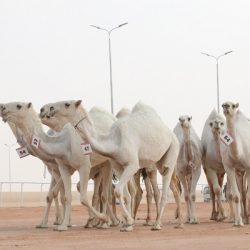 منح حافز الإجازة لمنسقي الأمن بتعليم عسير