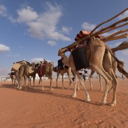 دِق” و”جِل” و”فحل” تضبط إيقاع التنافس في “فردي” مهرجان الملك عبد العزيز للإبل