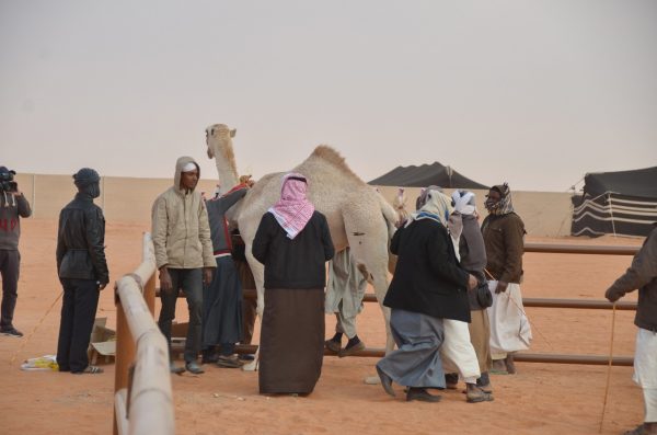 إدارة مهرجان الملك عبد العزيز للإبل تعلن انتهاء فترة التسجيل في مسابقة ” أفضل طبع “