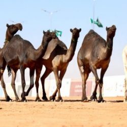 “لجنة تحكيم المغاتير” في جائزة الملك عبد العزيز لمزايين الإبل تستعرض  580 متناً في فئة جْمل 20 إنتاج