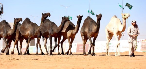 “لجنة تحكيم جائزة الملك عبد العزيز” لمزايين الإبل تعلن أسماء الفائزين في فئة الجْمل 20 انتاج للوني الصفر والحمر