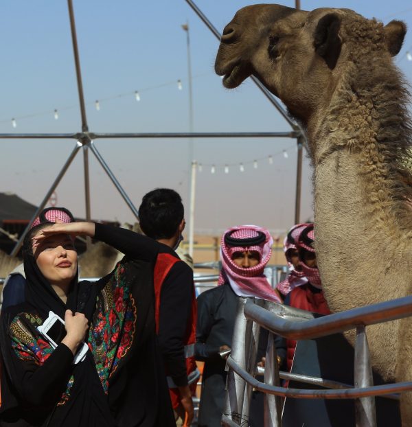 “لجنة تحكيم المغاتير” في جائزة الملك عبد العزيز لمزايين الإبل تستعرض  580 متناً في فئة جْمل 20 إنتاج