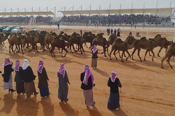 “لجنة تحكيم جائزة الملك عبد العزيز لمزايين الإبل” تعلن أسماء الفائزين في فئة جْمل “30” الشعل