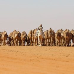 “السويهري” يُقيم حفل تكريم للمنشد ناجي اليامي بحضور الوجهاء والأعيان بمكة