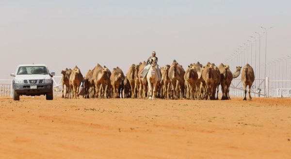 لجنة تحكيم جائزة الملك عبد العزيز لمزايين الإبل تعلن أسماء الفائزين في فئة الجْمل 50 للوني الشقح والشعل