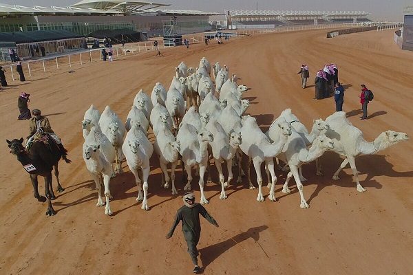 “لجنة تحكيم المغاتير” في جائزة الملك عبد العزيز لمزايين الإبل تستعرض اليوم “13” منقية في فئة جْمل “50” وضح