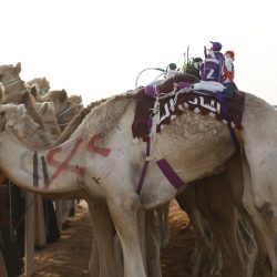 لجنة تحكيم جائزة الملك عبد العزيز لمزايين الإبل تعلن أسماء الفائزين في فئة الجْمل 100 للوني الشقح والحمر