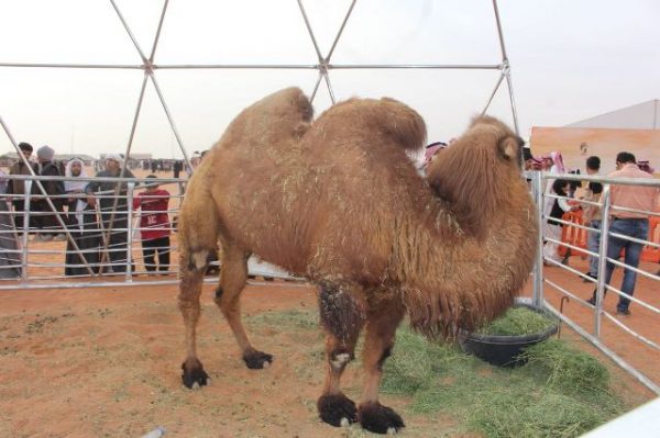 “الحمادي”: مهرجان الإبل “منظومة” يفخر بها الخليجيون في صياهد الدهناء