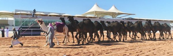 هيئة الغذاء والدواء : مهرجان الإبل ناجح ومنتجات الإبل رافد للإقتصاد الوطني