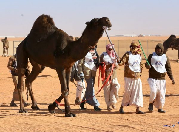 لأوّل مرة.. مسابقة لـ”طَبْع الإبل” في مهرجان الملك عبد العزيز