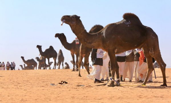 استعراض ونتائج فردي فحل وضح في مهرجان الملك عبد العزيز للإبل