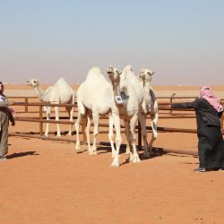 “العمل” رجب المقبل تطبيق قرار قصر العمل في تأجير السيارات على السعوديين