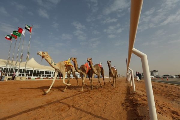 إنطلاق منافسات جائزة الملك عبد العزيز لسباقات الهجن