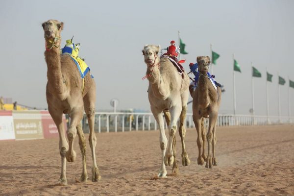 “13” لجنة تُباشر سباقات الهجن.. وبثّ مباشر على جميع القنوات السعودية والخليجية “المهتمة”