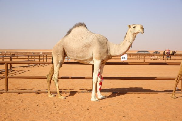 لجنة تحكيم جائزة الملك عبد العزيز لمزايين الإبل تعلن أسماء الفائزين في فردي جل الشقح