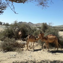 الفضلي يبحث مع وزير الزراعة والاغذية والغابات البلغاري سبل تعزيز التعاون في المجالات المشترك