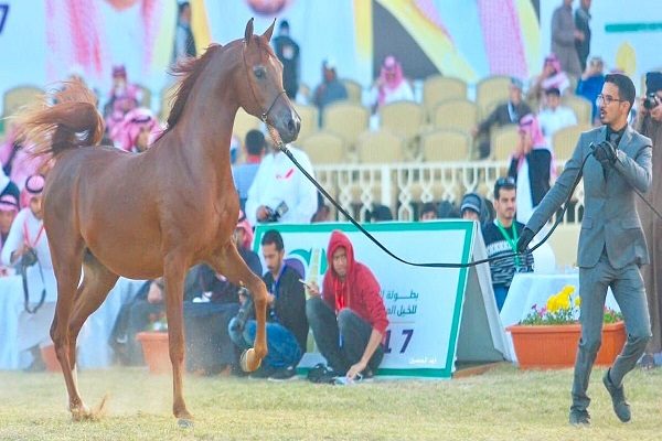 “محافظة عنيزة” تحتضن مسابقة جمال الخيل العربية الثانية