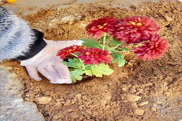 “تمكين” النسائي بمحافظة عنيزة يقُمن بزراعة مداخل مجمع الجفالي