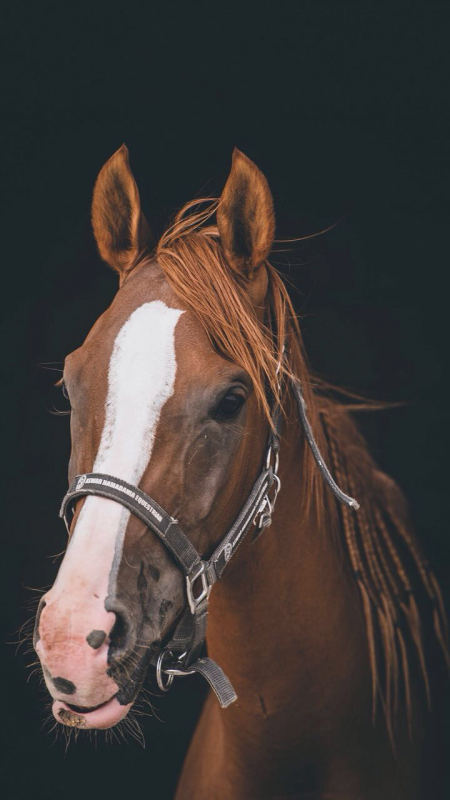 سباق الخيل بالعقيق بوصلة جديدة في سياحة الباحة