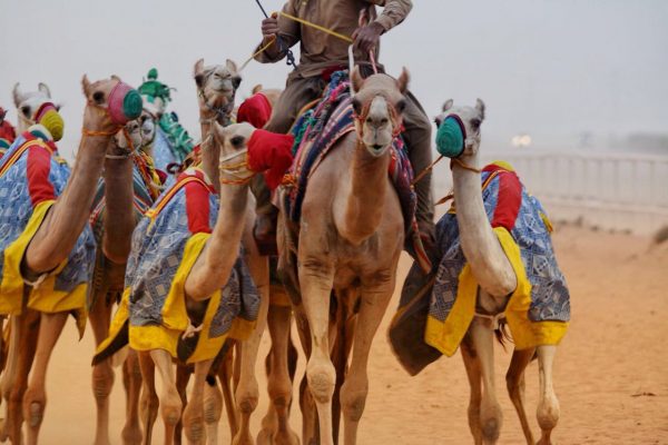 إنطلاق مهرجان ولي العهد للهجن غداً السبت