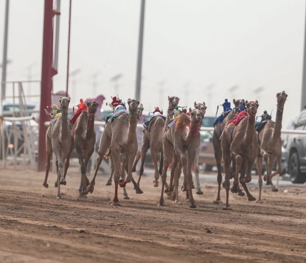 مهرجان ولي العهد يشهد منافسات الهجن العربية في الأشواط الدولية