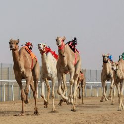 المجلس البلدي بمحافظة عنيزة يعقد اجتماع الاستعداد لليوم الوطني