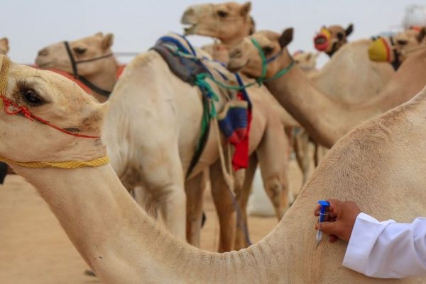 تنظيمية مهرجان ولي العهد للهجن توقف تركيب الشرائح الإلكترونية الأربعاء القادم