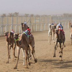 مرور رنية ‏يواصل حملاته المكثفة في أنحاء متفرقة ويزيل المخالفات المرورية