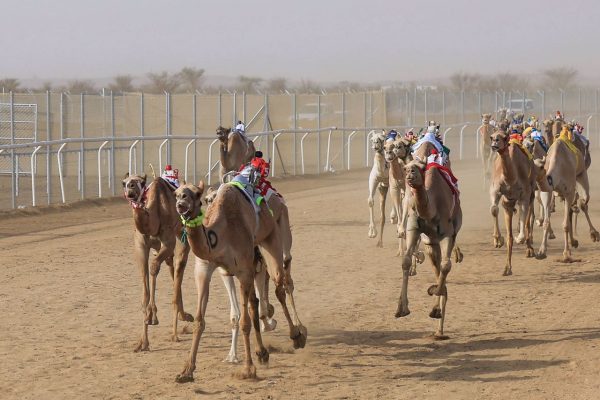 مهرجان ولي العهد للهجن يعاود منافساته بأشواط الدول العربية