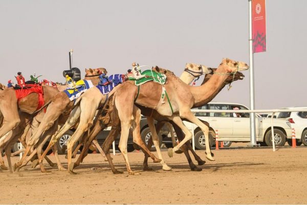 هجن الرئاسة تسيطر على أشواط الرموز في مهرجان ولي العهد للهجن