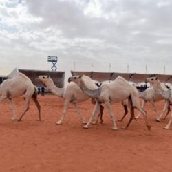 انطلاق القمة العربية الأوروبية في القاهرة تحت شعار “في استقرارنا نستثمر” غدا