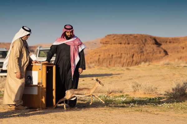 في مسرح المرايا ولي العهد يدشن (رؤية العلا)