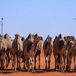 الهلال يعذبّ الدحيل القطري بثلاثية.. ويتصدر