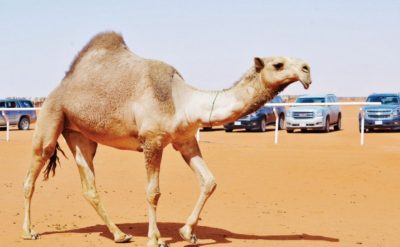 لجنة التحكيم ترفض الهرولة والهوبال من مرافقي الإبل في مهرجان الملك عبدالعزيز