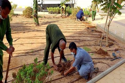 تشجير الكلية التقنية الرقمية للبنات بجدة