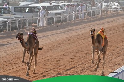 ” الصداوي” يتصدر منافسات سباق حائل للهجن