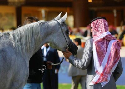 500 ألف ريال غرامة استيراد الخيل دون ترخيص