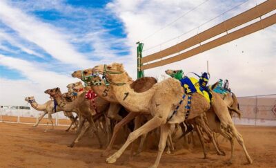 ابن حثلين: مهرجان الإبل للمحصنين فقط