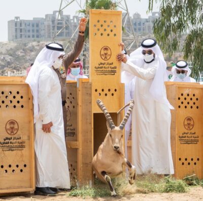 أمير منطقة الباحة يرعى إطلاق 20 وعل جبلي بالمنتزه الوطني ببلجرشي